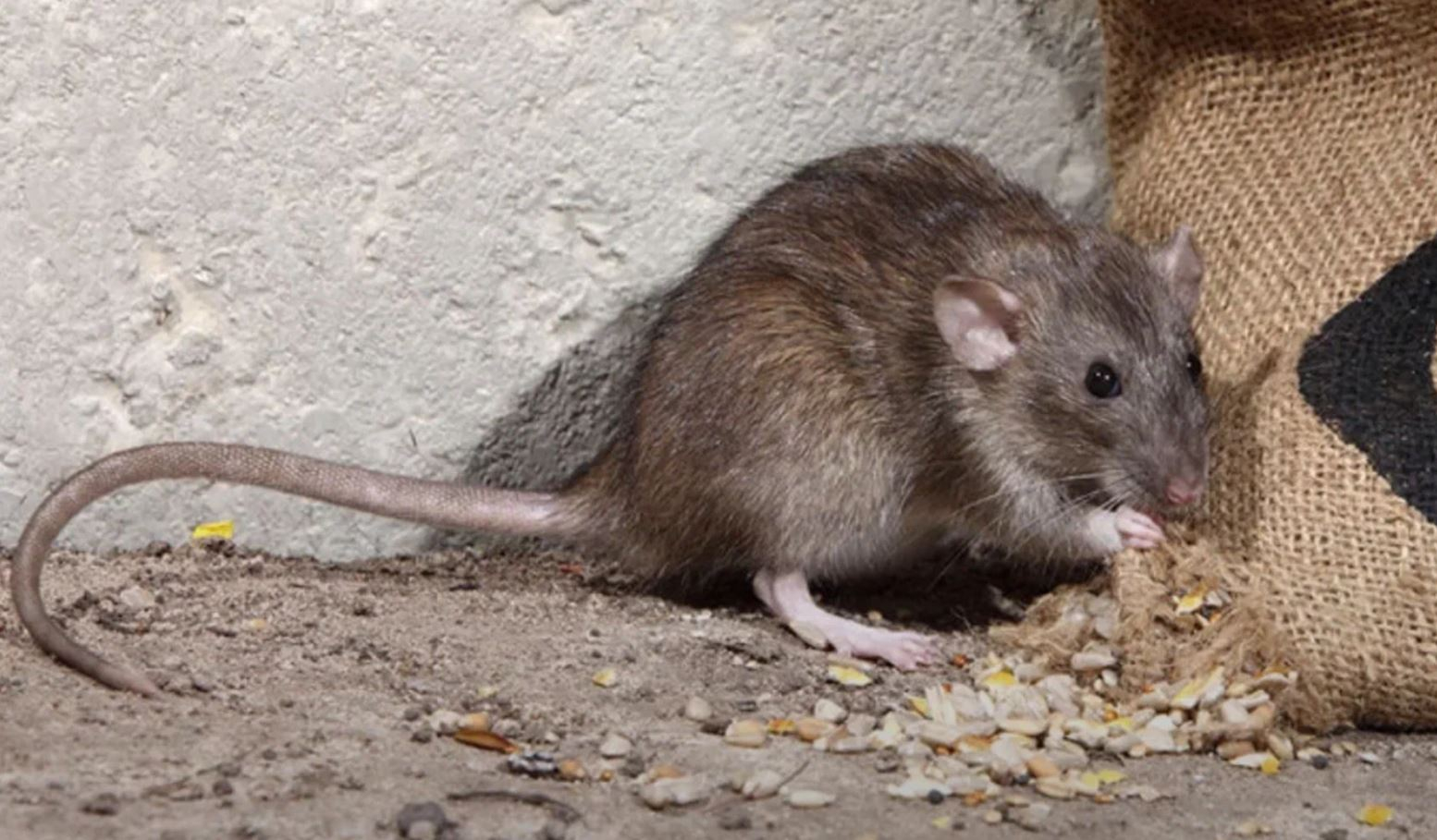 фото: Профессиональная дератизация в районе станции метро Солнцево: <br/>+7-909-173-42-96