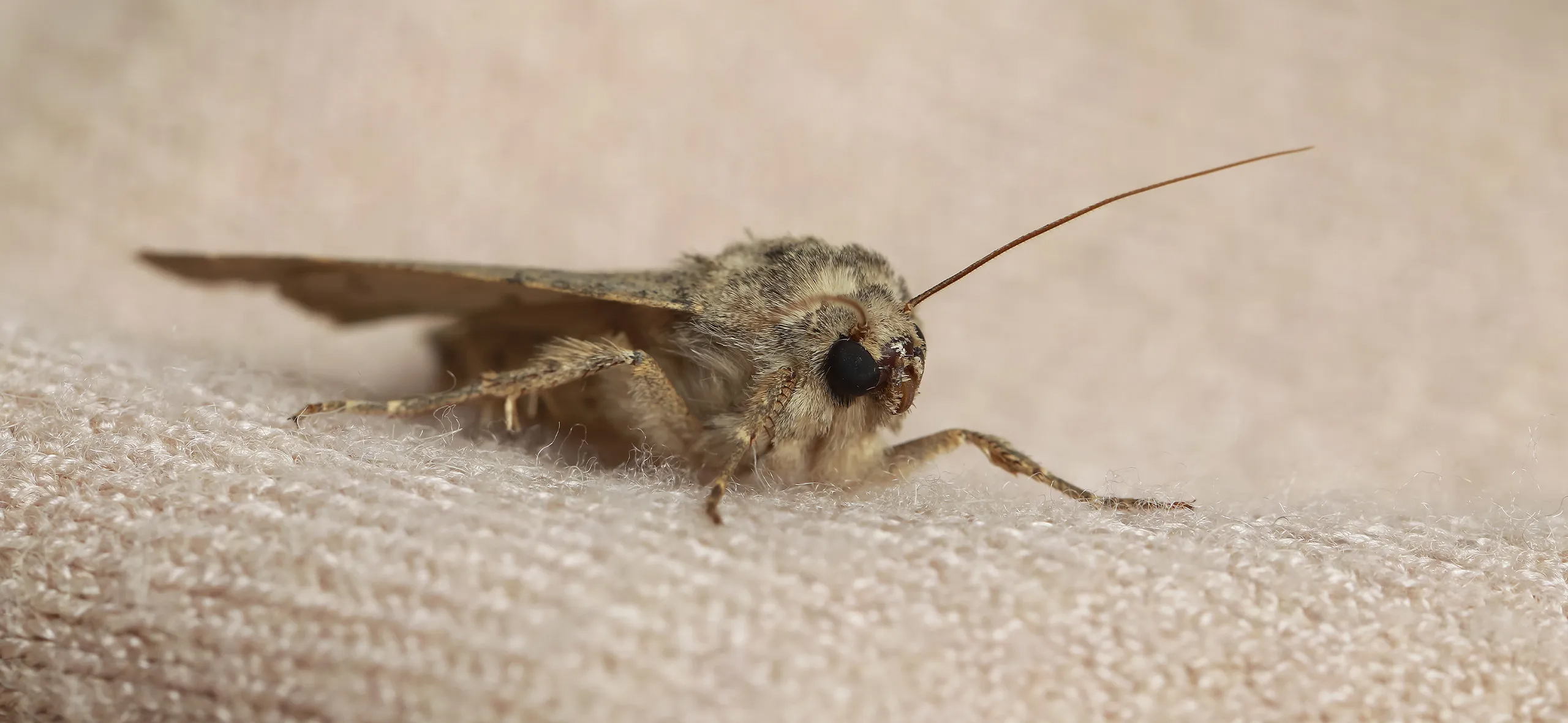 фото: Профессиональная обработка от моли в районе станции метро Солнцево: <br/>+7-909-173-42-96